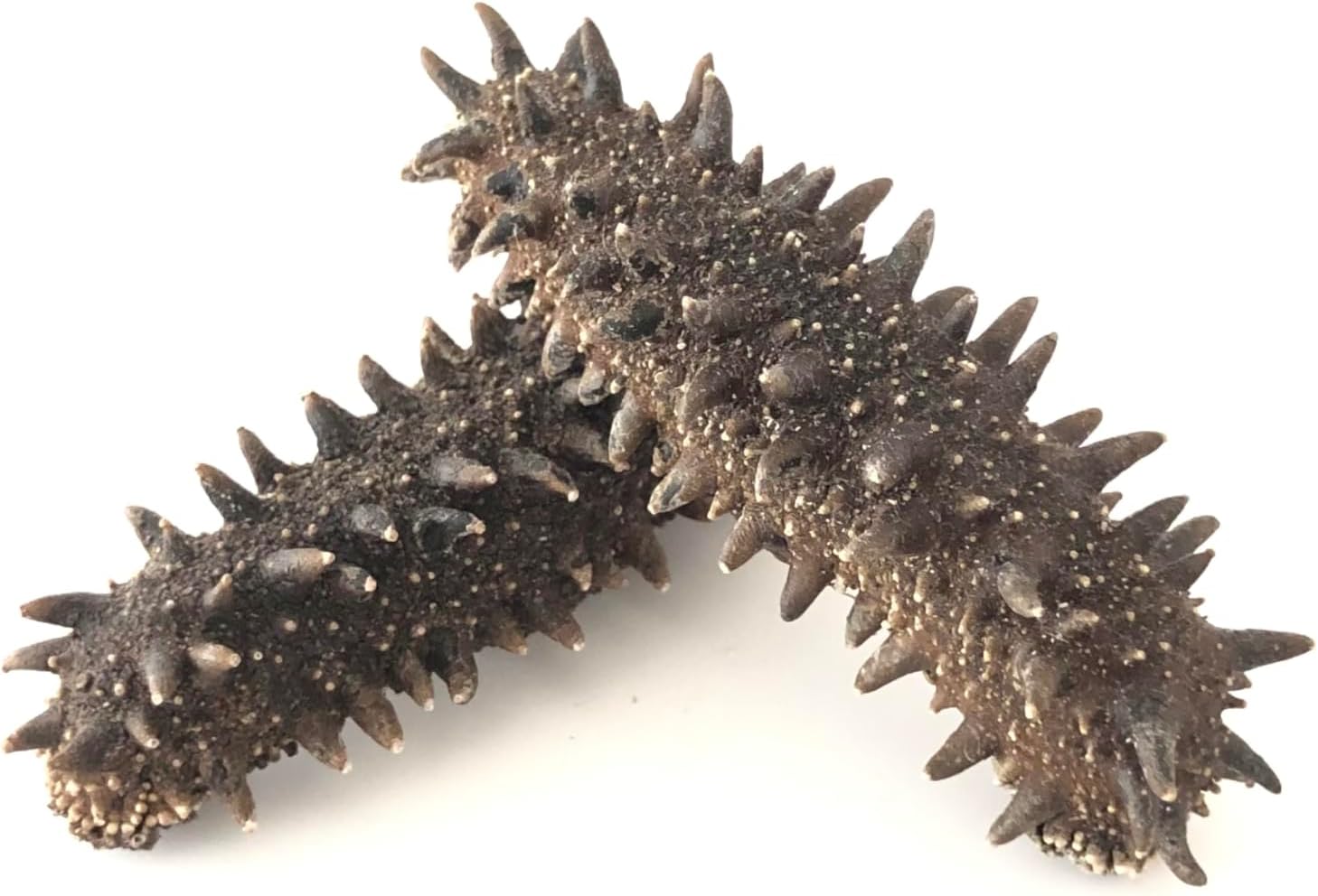 【北海道産】 乾燥なまこ 天然 厳選A級品 100g 明治水産