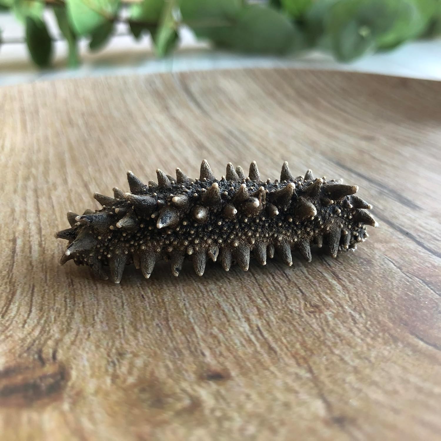 【プレミアム】厳選S級品 北海道産 天然 乾燥なまこ 250g 明治水産