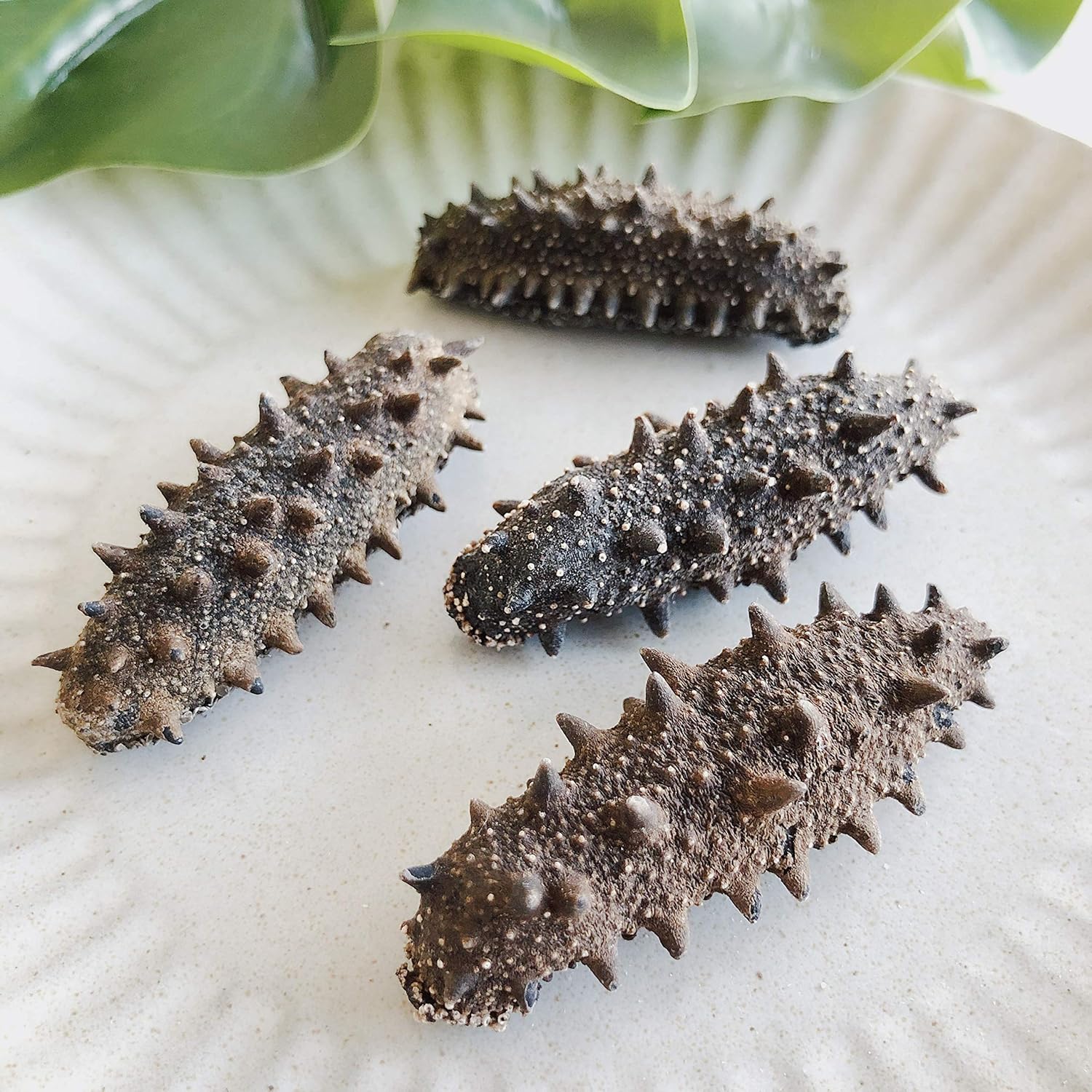 【青森産】 乾燥なまこ 天然 厳選A級品 500g 明治水産